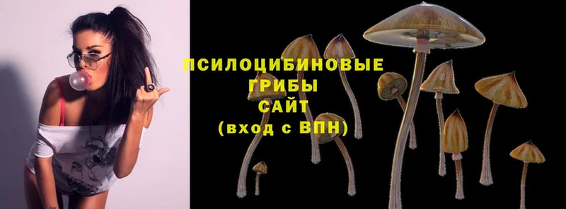 Псилоцибиновые грибы Psilocybe  купить наркоту  Ижевск 